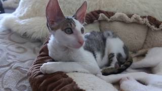 Cornish Rex Freddie [upl. by Llemhar728]