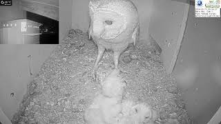 The Adorable Barn Owl Family A Heartwarming Sight [upl. by Assinna]