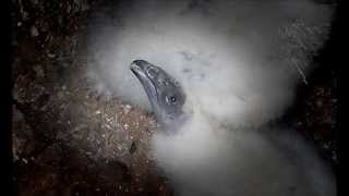 Turkey Vulture Nest Sounds [upl. by Bein]