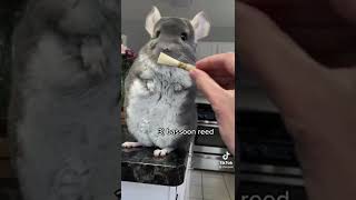 Cute Chinchilla holds random objects [upl. by Royd178]