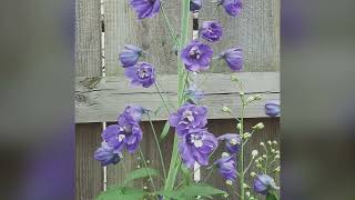 Growing Delphinium amp Larkspur perennial flowers [upl. by Severson]