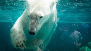 Les ours polaires Vicks et Sesi jouent dans le bassin [upl. by Repsaj176]