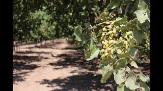 California Pistachio Crop Update Summer 2018 [upl. by Askari]