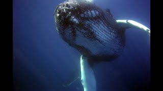 3 Hours of Whale Sounds Underwaterfor Sleep and Relaxation [upl. by Zarah807]