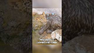 Une jaguar demande laide des humains pour sauver son petit [upl. by Barmen]