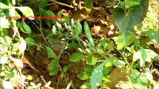 Medicinal plant  Vernonia Cinerea  Little Ironweed  Ash Coloured Fleabane [upl. by Durrej]