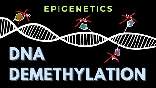 DNA demethylation  Introduction  Epigenetics  GATECSIRNET [upl. by Tallie]