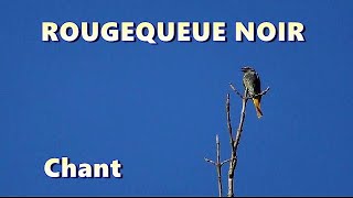 ROUGEQUEUE dont chant  Black Redstart [upl. by Irra]