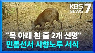 멸종 위기 사향노루 민통선 내 고정 서식지 확인  KBS 20240617 [upl. by Millian]