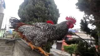 gallo cantando  3 [upl. by Ithnan]