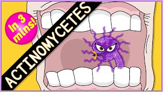 Actinomycetes Microbiology Morphology pathophysiology symptoms diagnosis treatment [upl. by Walston677]