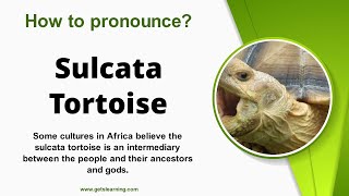 How to pronounce Sulcata Tortoise in English correctly [upl. by Nirb]