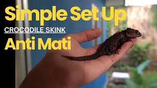 Simple Set Up Crocodile Skink Jangan M4ti Mulu [upl. by Ardelle891]