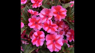 Propagate and overwinter your Sunpatiens [upl. by Akcinehs]