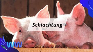 Schweineschlachtung  Vom Tier auf den Teller [upl. by Norvun6]