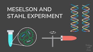 The Most Beautiful Experiment Meselson and Stahl [upl. by Swartz272]