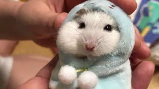 Funny Hamsters Videos Collection  Funny and Cute Moment of the Animals [upl. by Okire]