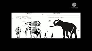 Palaeoloxodon namadicus and Mammuthus Trogontherii size comp [upl. by Jammie220]