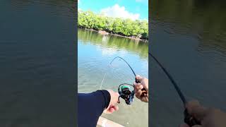 Mangrove Fish fishing anglerslife bossleo baitandwait [upl. by Waddington]