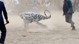 Nyau Dance From Kasungu Malawi [upl. by Eenet511]