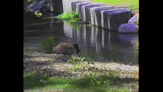 VHS Camcorder Footage 3  060521  New Waterford Park Ohio [upl. by Elison]