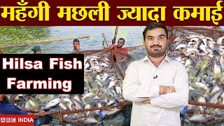 पैसे वाली मछली  Hilsa Fish Farming Explained  Best fish farming  profitable fish  hilsa machli [upl. by Akenihs351]