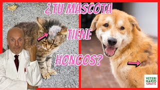 🔴 MI MASCOTA TIENE HONGOS ¿QUE PUEDO HACER 🔴 KETOCONAZOL PARA LA TIÑA EN PERROS Y GATOS [upl. by Utimer]