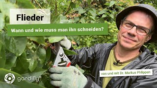 Wann und wie ihr euren Flieder richtig zurückschneidet Hilfreiche Tipps vom Gartenprofi [upl. by Neahs601]