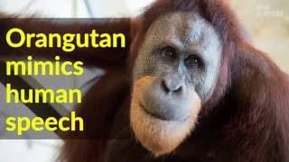 Orangutan quotspeaksquot by mimicking [upl. by Billy]