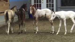 Gentling quotorphanquot nurse foals with Reach Out to Horses training methodologies [upl. by Harihat]