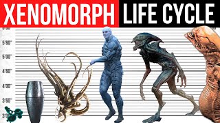 Xenomorph Neomorph Deacon Life Cycle  Evolution [upl. by Ahseal687]