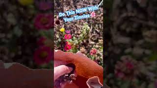 HOW TO SAVE ZINNIA SEEDS DO THIS NOW [upl. by Hepsibah]