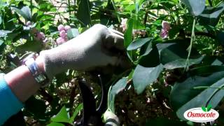 How To Prune the Akebia Vine Chocolate Flower Vine [upl. by Ardnoet294]