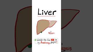 Anatomy of the Liver bile ducts gall bladder…anatomy biology science nurse doctor mbbs [upl. by Ingrid]