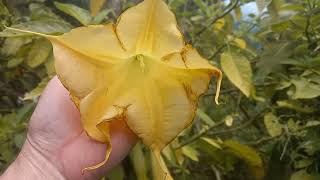 Brugmansia suaveolens RIPE SEED PODS UPDATE [upl. by Maharba]