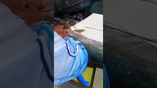 How to Fillet a Yellowtail Local Style  Skin First [upl. by Kellby]