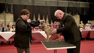 Ambiorix Trofee 2024 Best Junior in Show [upl. by Ainnek]