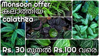 Calathea plants 9 varieties for sale Rs 30 to Rs 100 [upl. by Balcer]