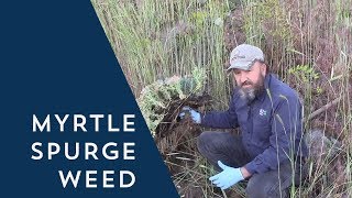 How to Control Myrtle Spurge Weed [upl. by Erasme928]