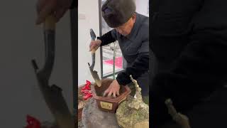 DIY Fertilization Methods for Small Chinese Bonsai Trees Using Compost Tea bonsai bonsaimagic [upl. by Haraz]