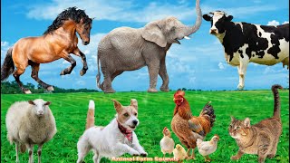 Lovely Animal Moments Cow Sheep Dog Cat Chicken Elephant  Animal Sounds [upl. by Gnilyam]