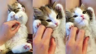 ♥Cute Cats and Kittens Doing Funny Things 2018♥  Funny Cat compilation [upl. by Claude]