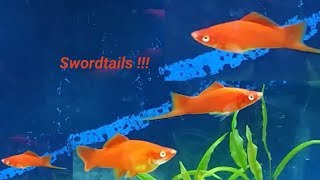 what fish can you have with Swordtails  Swordtail fish compatible tank mates [upl. by Lemcke]