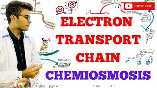 Electron Transport Chain  Chemiosmosis [upl. by Iaht]