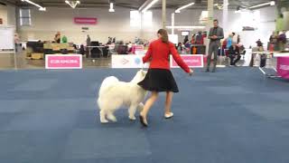 VDH Shelties vom Ponyhügel Amira beim Hundetausch mit Samojede [upl. by Araik432]