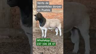 Borrego dorper en Tlacotepec Puebla WhatsApp 237 106 2847 [upl. by Yreved]