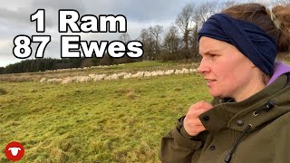 Can 1 Ram cover all 87 ewes Lizzy vlogs 17 days of tupping [upl. by Nrojb]