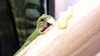 Phelsuma Madagascariensis Sainte Marie frisst [upl. by Bradleigh]