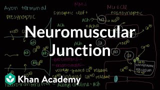 Neuromuscular junction motor endplate  NCLEXRN  Khan Academy [upl. by Damalus]