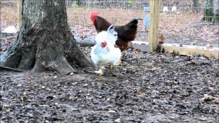 Rooster dancing for hen [upl. by Guenevere727]